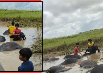 Buffalo deaths Ekamania