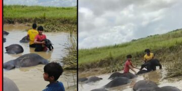 Buffalo deaths Ekamania