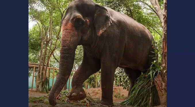 Elephant Mahadevi