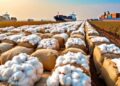 Cotton imports