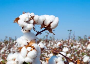 Cotton import duties