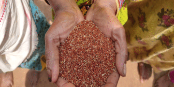 Koraput Millet Scam