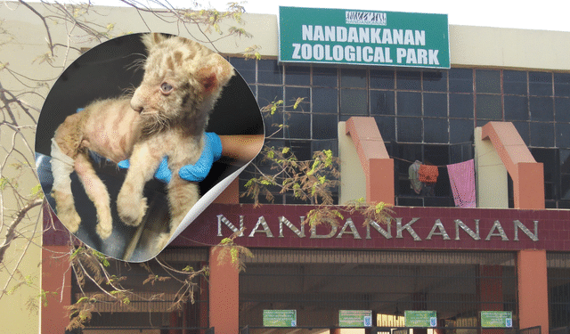 White Tiger Cub Nandankanan