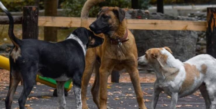 Stray Dogs