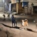 Bhubaneswar stray dog census