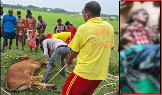 Brahmagiri bull attack