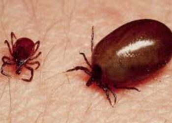 Scrub typhus death Nuapada