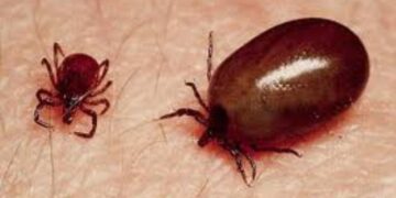 Scrub typhus death Nuapada