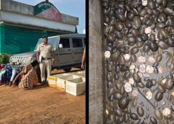 Turtle Seizure in Malkangiri