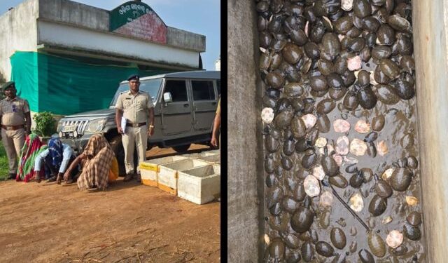 Turtle Seizure in Malkangiri