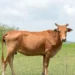 Cow assault case Sambalpur