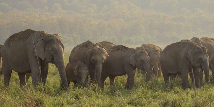 Elephant safety
