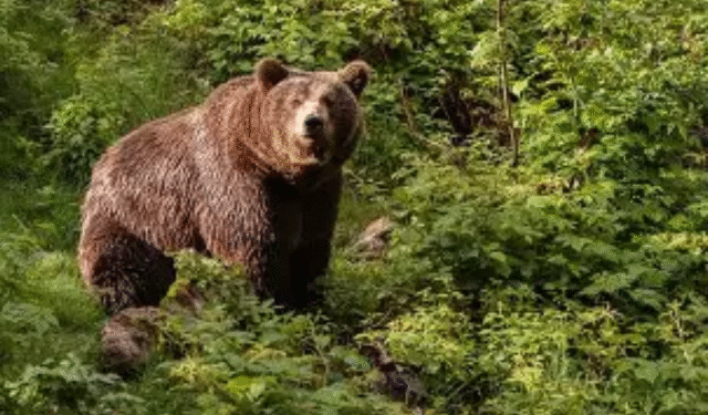 Bear Attack Nuapada
