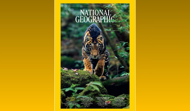 Rare Black Tiger Similipal