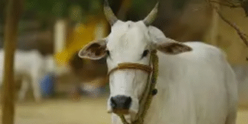Cow assault case Sambalpur