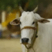 Cow assault case Sambalpur