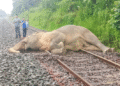 Elephant killed in train accident near Sagara