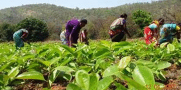 GST Reduction on Kendu Leaves