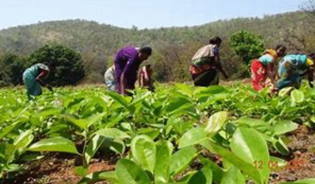 GST Reduction on Kendu Leaves