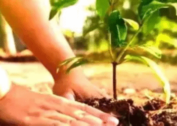 Odisha tree plantation September 17