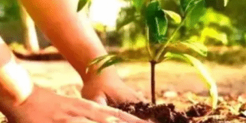 Odisha tree plantation September 17