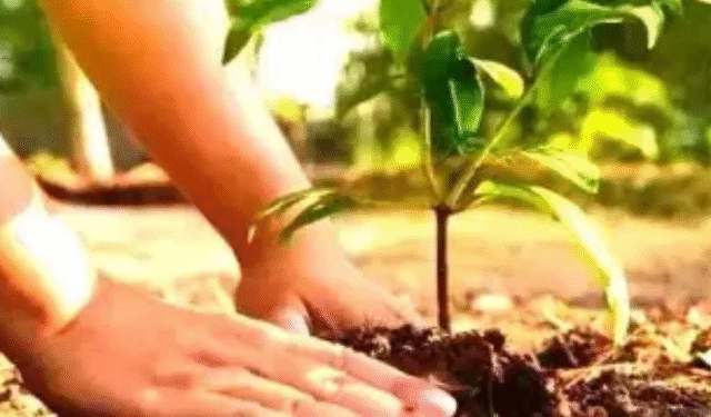 Odisha tree plantation September 17