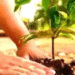 Odisha tree plantation September 17