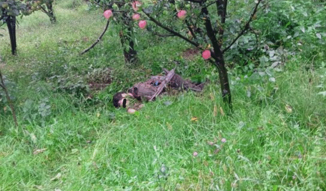 Kulgam terrorist encounter