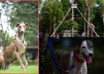 Indian Breed Dogs in BSF: Indigenous Hounds Lead India’s Security Forces