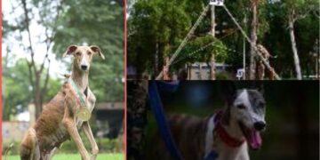 Indian Breed Dogs in BSF: Indigenous Hounds Lead India’s Security Forces