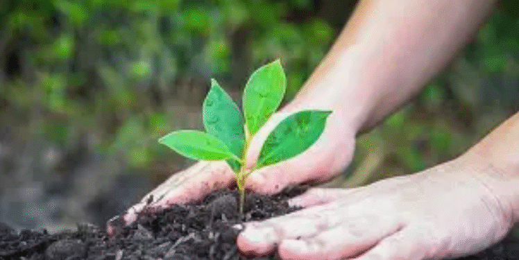 Odisha Tree Plantation Policy