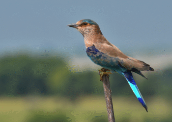 Indian Roller