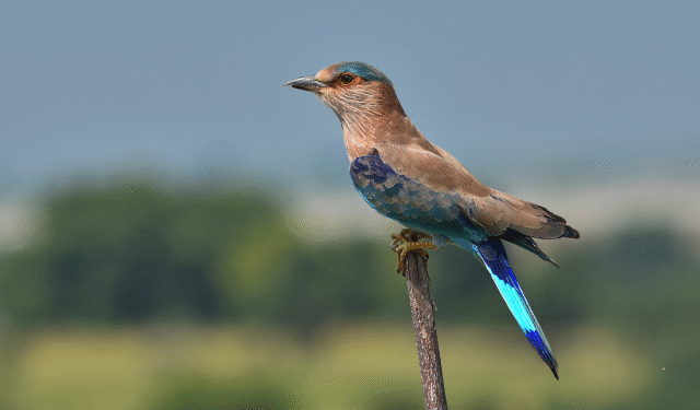 Indian Roller