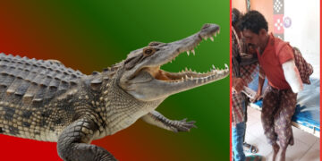 Crocodile attack in Angul