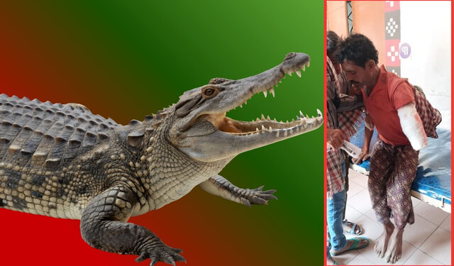 Crocodile attack in Angul
