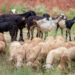 Odisha Small Animal Development Scheme