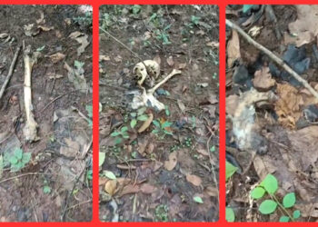 Chandaka Forest Skeleton Discovery