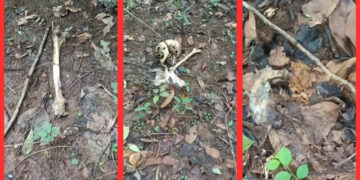Chandaka Forest Skeleton Discovery