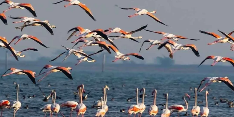Chilika Bird and Dolphin Census
