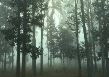 Odisha Shivers as Winter Sets In: Rourkela Records Lowest Temperature