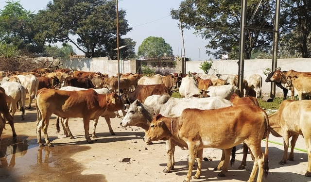 Illegal Cattle Trafficking