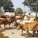 Illegal Cattle Trafficking