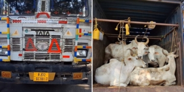 Illegal Cattle Smuggling