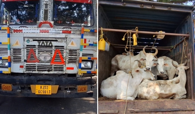 Illegal Cattle Smuggling
