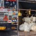 Illegal Cattle Smuggling