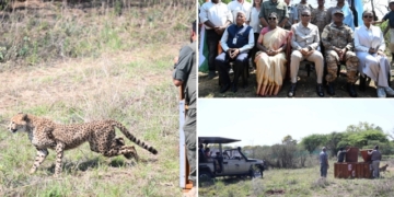 Botswana gifts cheetahs to India