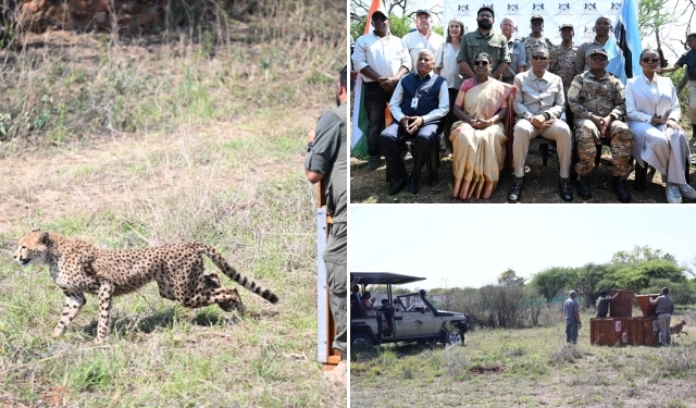 Botswana gifts cheetahs to India