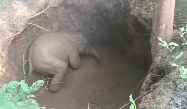 Elephant calf rescue