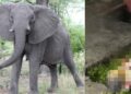elephant attack in Rourkela