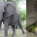 elephant attack in Rourkela